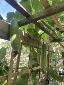 Fuzzy melons hanging on their vines, which grow up a trellis.