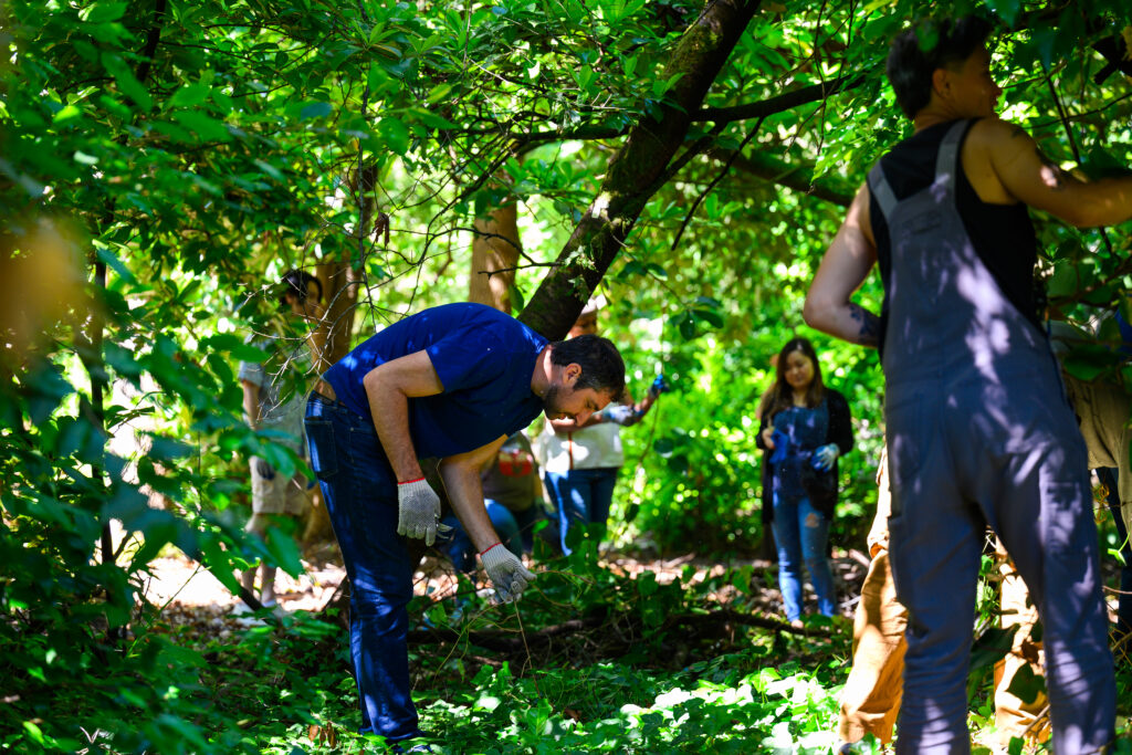 Volunteers pull English ivy in a forested area.